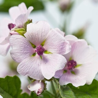 Foto 4 | Foto 4 | Crema Facial Para Bebé Weleda Malva Hidratante Calmante - Venta Internacional.