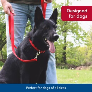Foto 6 | Foto 6 | Correa Para Perros Coastal De Doble Capa De Nailon 1 X 1 8 M Color Morado - Venta Internacional.