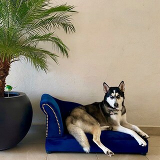 Foto 4 | Foto 4 | Sillón Cama Maypet Azul Premium Modelo Cleopatra para Mascota