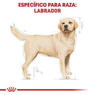 Foto 3 | Foto 3 | Royal Canin Bhn Labrador Retriever 13.6 Kg Original + Pelota Spiny Caucho
