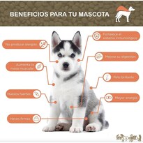 Iron Dog Super Premium Iron Dog Cachorro 4 Kg Original Sellado + Pelota Spiny Caucho