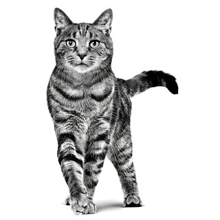 Foto 3 | Foto 3 | Royal Canin Weight Control Feline 1.5 Kg Original + Pelota Spiny Caucho