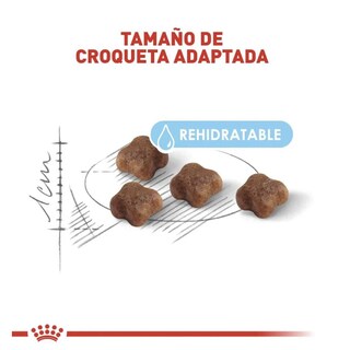 Foto 2 | Foto 2 | Royal Canin Mother & Babycat 1.37 Kg Original Sellado + Pelota Spiny Caucho