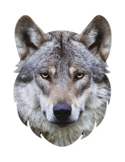 Foto 3 | Foto 3 | Rompecabezas De Lobo 236 Piezas