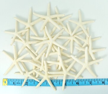 Foto 4 | Foto 4 | Starfish Decor Nautical Crush Trading Paquete De 20 Unidades De 5 A 8 Cm Color Blanco - Venta Internacional.