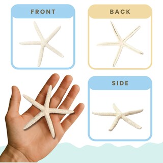 Foto 5 | Foto 5 | Starfish Decor Nautical Crush Trading Paquete De 20 Unidades De 5 A 8 Cm Color Blanco - Venta Internacional.