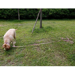Foto 7 | Foto 7 | Correa De Entrenamiento Leash Nimble Impermeable Larga De 9 A 15 M Rosa - Venta Internacional.