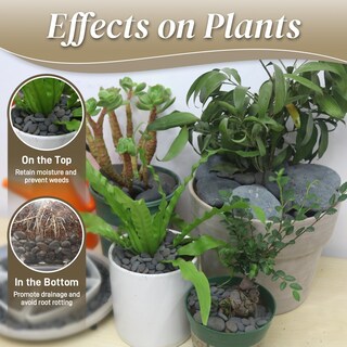 Foto 4 | Foto 4 | Mexican Beach Pebbles Quibbay Rocas Naturales De Río De 2 A 3 Pulgadas 2 3 Kg - Venta Internacional.