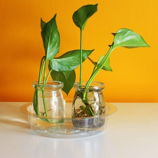 Foto 7 | Foto 7 | Platillos Para Plantas Planter Gardzen De Plástico Transparente De 10 Pulgadas Paquete De 10 - Venta Internacional.
