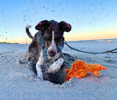 Foto 5 | Foto 5 | Juguete Para Mascotas Jolly Pets Escali Arti Cangrejo Grande Y Chirriante - Venta Internacional.