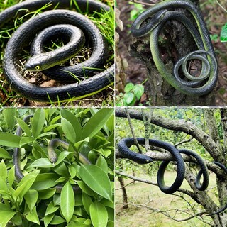 Foto 3 | Foto 3 | Accesorios De Jardín De Plástico Falsos De Rubber Snakes Beselley Realistas - Venta Internacional.
