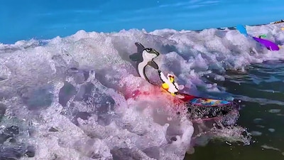 Foto 3 | Foto 3 | Juguete De Playa Surfer Dudes Legends & Surfer Pets Con Tabla De Surf - Venta Internacional.