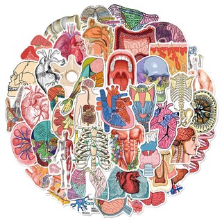 Foto 2 | Foto 2 | Pegatinas De Vinilo Impermeables Con Diseño Floral De Anatomía Humana 50 Unidades - Venta Internacional.
