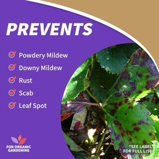 Foto 4 | Foto 4 | Spray Bonide Captain Jack's Neem Max 3.8l Insecticida Orgánico - Venta Internacional.