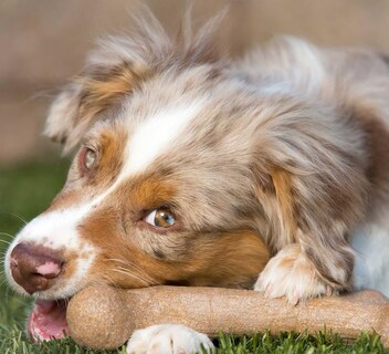 Foto 3 | Foto 3 | Hueso De Perro De Nailon Para Mascotas Corteza De Dinosaurio Qwerks Para Masticadores Agresivos - Venta Internacional.