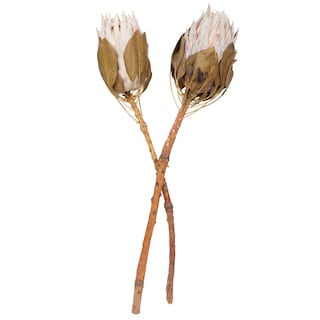 Foto 1 | Foto 1 | Tallos De Protea Rey Secos De Botánicos Naturales Vickerman X2 - Venta Internacional.