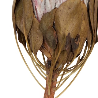 Foto 3 | Foto 3 | Tallos De Protea Rey Secos De Botánicos Naturales Vickerman X2 - Venta Internacional.