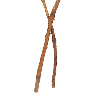 Foto 4 | Foto 4 | Tallos De Protea Rey Secos De Botánicos Naturales Vickerman X2 - Venta Internacional.