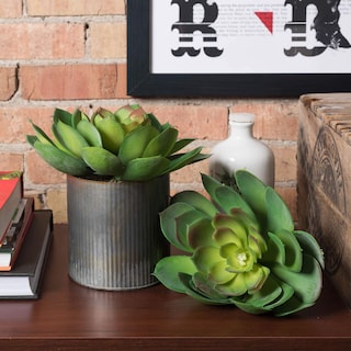 Foto 6 | Foto 6 | Pack De 3 Suculentas Artificiales Verdes Vickerman Everyday 8'' - Venta Internacional.