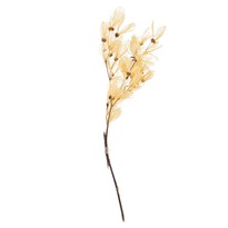 Ramo De Esqueleto Seco Conservado De Cabo Verde En Rama Vickerman - Venta Internacional.