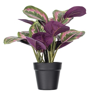 Foto 1 | Foto 1 | Planta Artificial Vickerman Calathea Roseopicta 16 Cm Con Maceta - Venta Internacional.