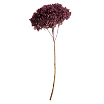 Decoración Floral Vickerman Hortensia Orquídea Púrpura Conservada - Venta Internacional.