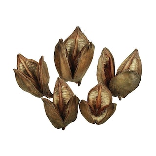 Foto 1 | Foto 1 | Hojas Secas Y Conservadas Vickerman Sora Pods Paquete De 25 - Venta Internacional.