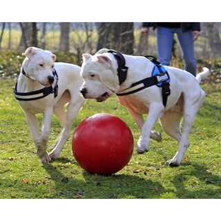 Foto 5 | Foto 5 | Juguete Para Perro Jolly Pets Pelota Push-n-play Pequeña Azul 11 Cm - Venta Internacional.