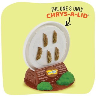 Foto 2 | Foto 2 | Kit De Jardín De Mariposas Insect Lore Con 10 Orugas Vivas - Venta Internacional.