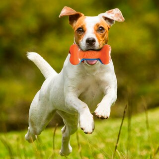 Foto 2 | Foto 2 | Toy Bone Nerf Dog Tpr Exo Squeak 18 Cm Azul/naranja - Venta Internacional.