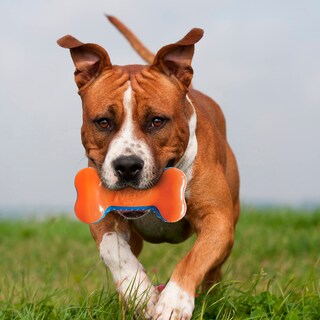 Foto 4 | Foto 4 | Toy Bone Nerf Dog Tpr Exo Squeak 18 Cm Azul/naranja - Venta Internacional.