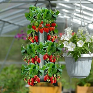Foto 7 | Foto 7 | Bolsas De Cultivo Colgantes Shzons Para Tomate Chile Hierbas Y Fresas - Venta Internacional.