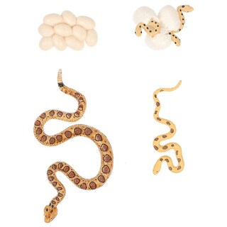 Foto 1 | Foto 1 | Juguete Educativo De 4 Piezas Modelo De Crecimiento De Serpiente De Cascabel Para Niños - Venta Internacional.