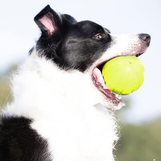 Foto 6 | Foto 6 | Pelota De Goma Nerf Verde Con Chirriador Ligera Y Resistente Al Agua Para Perro De Razas Medianas Y