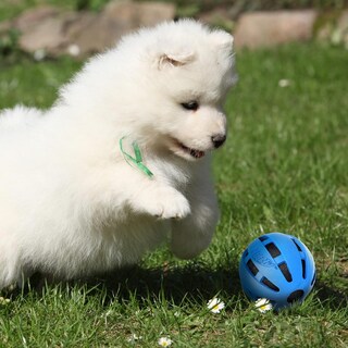 Foto 3 | Foto 3 | Pelota De Goma Nerf Dog Azul Con Crunch Y Squeak Para Perro Mediano/grande