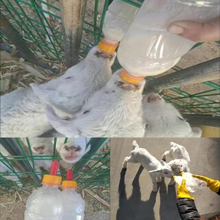 Foto 6 | Foto 6 | Chupones De Goma Achicklead De Leche De Cordero Suave Para Lactancia