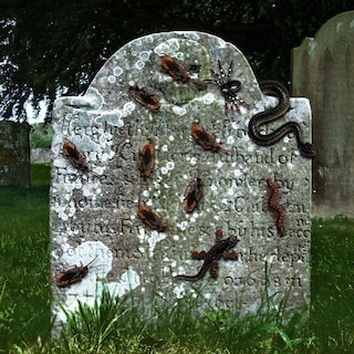 Foto 4 | Foto 4 | Decoración De Insectos Falsos Whaline Para Fiestas Halloween 148 Piezas