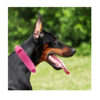 Foto 2 | Foto 2 | Collar Eo Safe Imports Rosa para Perro