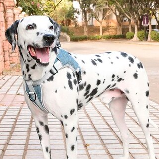 Foto 5 | Foto 5 | Pechera Perros Arnés Seguridad Ajustable S-m-l-xl