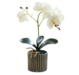 Foto 1 | Foto 1 | Arreglo Orquídeas Artificiales Decoración Eo Safe Imports Esi-24142 Blanco