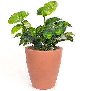 Foto 1 | Foto 1 | Maceta Cónica Elly Decor 16 Pulgadas con Drenaje Interior Exterior Café