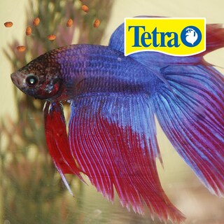 Foto 2 | Foto 2 | Alimento para Peces Betta Tetra TE77019 Mini Pellets Flotantes 29 Gramos