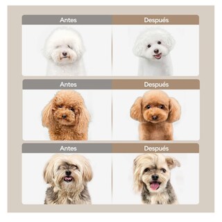 Foto 5 | Foto 5 | Kit Rasuradoras Para Perros Y Gatos Máquina De Cortar Pelo Belug  Plata