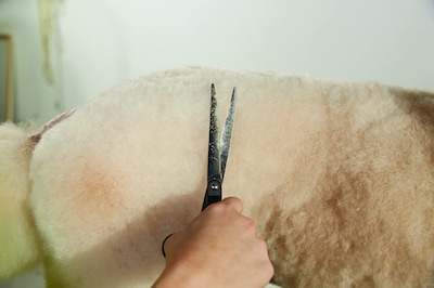 Foto 3 | Foto 3 | Shear Andis Premium Con Punta Esférica De 6.5 Pulgadas Para Zurdos Para El Aseo De Mascotas - Venta Internacional.