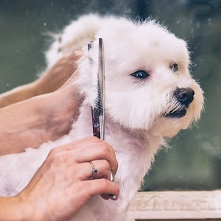Foto 7 | Foto 7 | Tijeras De Peluquería Canina Gimars Con Revestimiento De Titanio 6 En 1 4cr Ss - Venta Internacional.