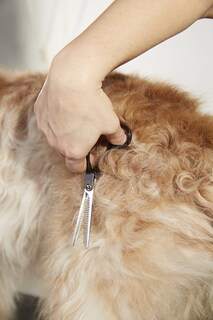 Foto 3 | Foto 3 | Peluquería Profesional Para Perros Y Gatos Straight Shears Andis - Venta Internacional.