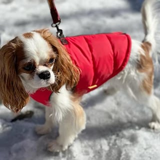 Foto 6 | Foto 6 | Chaleco Acolchado Gooby Para Perro, Color Rojo Liso, De Invierno, Para Perros Medianos - Venta Internacional.