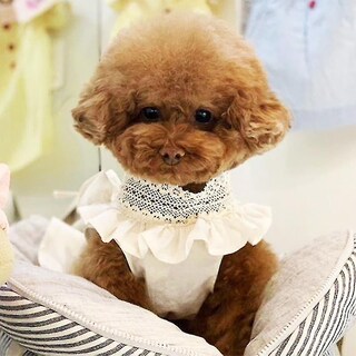 Foto 3 | Foto 3 | Vestido De Verano Huoguo De Dog Apparel Para Perros Y Mascotas, Falda De Peluche - Venta Internacional.