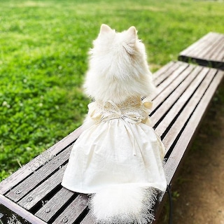 Foto 2 | Foto 2 | Vestido De Verano Huoguo De Dog Apparel Para Perros Y Mascotas, Falda De Peluche - Venta Internacional.