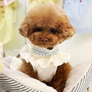 Foto 3 | Foto 3 | Vestido De Verano Huoguo De Dog Apparel Para Perros Y Mascotas, Falda De Peluche - Venta Internacional.